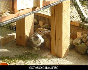 Nun wird es ernst, wir bauen einen gro�en Stall :-)-p1120373.jpg