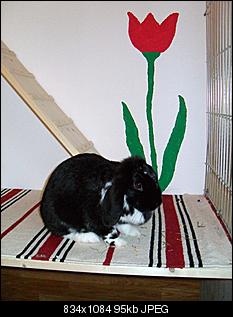 mein hoppelhausen-sdc10853.jpg