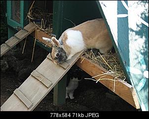 Mein Au�engehege-whiskey-elvis-1-.jpg