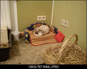 Innengehege Foto-Sammlung: Macht alle mit...-dsc06908.jpg