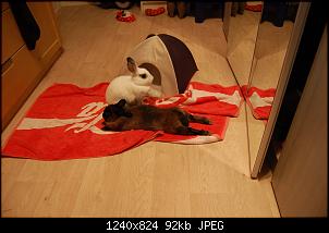 Projekt Wohnzimmer-Kaninchenstall-dsc_6356.jpg