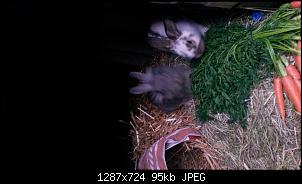 Kaninchen frei halten im Garten?-20141126_092132.jpg