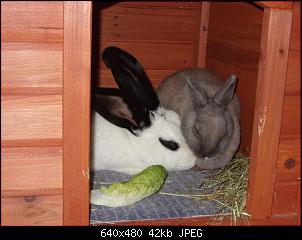 Ger�umige H�tte statt kaninchenstall????-neues-klo-014-small-.jpg
