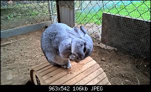 Ehemaliges H�hnergehege f�r Kaninchen umbauen-theo.jpg