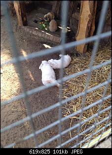 Au�engehege, Fragen und Planung.-img_0655.jpg