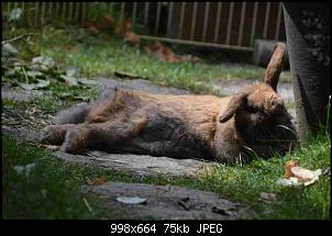 Gro�er Umbau-dsc_0536_01.jpg