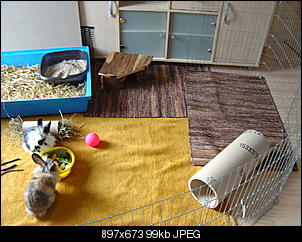 Innengehege Foto-Sammlung: Macht alle mit...-dsc00337.jpg
