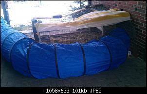Gartenfreilauf noch gew�hren?-imag0963.jpg