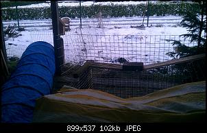 Gartenfreilauf noch gew�hren?-imag0965.jpg