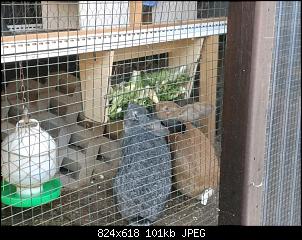 Unerw�nschter M�usebesuch im Stall-6.jpg