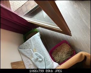 Innengehege mit Streu auslegen-img_3301-custom-.jpg