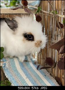 Kaninchen-Neuling - K�fig nagen, Stubenrein ..-d609aec9-5ff9-4ac5-89c4-5456e05d5276.jpg
