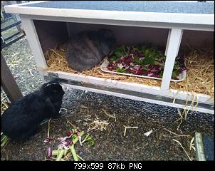 Gartenm�bel f�r Kaninchen...benagen vom Lack??-img_20221229_093451444-01.jpg