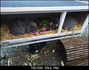 Gartenm�bel f�r Kaninchen...benagen vom Lack??-img_20221229_093607432-01-01.jpg