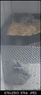Neues Gehege f�r Stups/2 Kaninchenpaare in der Wohnung halten-screenshot_20240106_123950_gallery.jpg