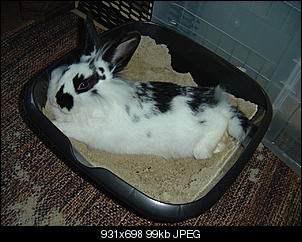 Ideen f�r eine Buddelkiste?-dsc00448.jpg