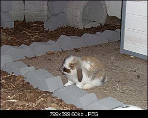 Fotos - Freilaufgehege und Au�enstall - Der Bau ist fast fertig-nr-1-6-.jpg