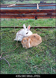 Neuer Stall f�r Murphy und Lili-handybilder-032.jpg