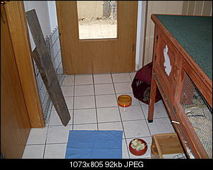 Kaninchen in der K�che-sdc10328.jpg