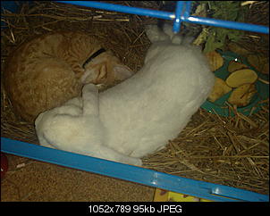 nini Gehege f�r Putzi aussen-28082011131.jpg