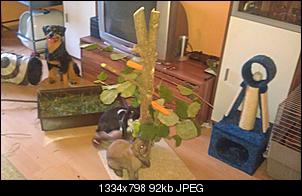 Erstes selbstgebautes Teil -> Futterbaum-imag0210.jpg
