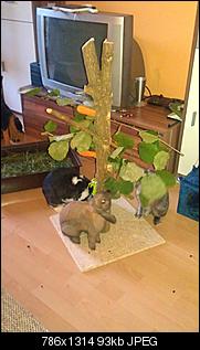 Erstes selbstgebautes Teil -> Futterbaum-imag0211.jpg