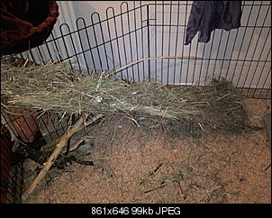 Weidenbr�cke oder Weidendach-foto1667.jpg