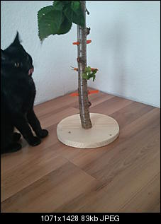 Hier kommt mein Futterbaum:)-2012-09-12-10.59.44.jpg