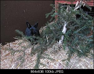 Black und Blackys Bastler-nochmal.jpg