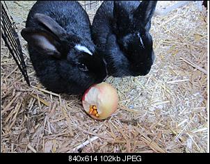 Black und Blackys Bastler-bastelecke.jpg