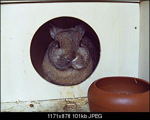 Haus f�r meine Kaninchen-jd310049.jpg