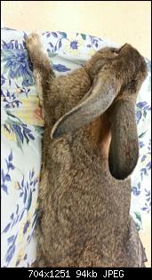 Bautagebuch: Familie Kunterbunt's "Bunny-In"-img-20150823-wa0000.jpg