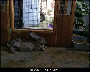 Bautagebuch: Familie Kunterbunt's "Bunny-In"-2016-08-23-11.59.02.jpg