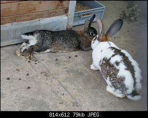 Bautagebuch: Familie Kunterbunt's "Bunny-In"-2016-09-26-07.31.17.jpg
