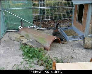 Bautagebuch: Familie Kunterbunt's "Bunny-In"-2016-09-26-07.32.41.jpg