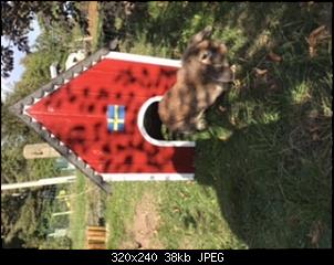 Schwedenhaus soll entstehen-523b8748-1d94-4696-8425-2ed7bfcc666c.jpeg