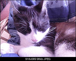Name f�e Mieze-foto1468.jpg