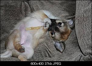 Es ist entlich soooo weit.....-chihuahua-welpen-ch.jpg