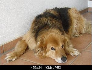 Hatt jemand noch andere Haustiere auser Ninchen?-cimg1375.jpg