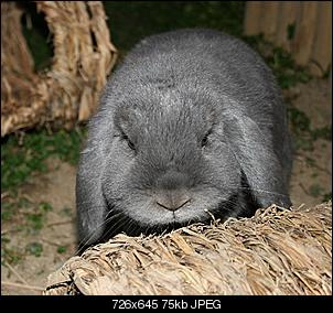 Best of M.L.J.S Kaninchenstories-blume-kr%FCmel-miro2-056.jpg