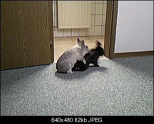 Best of M.L.J.S Kaninchenstories-foto0056.jpg