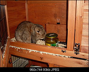 Best of M.L.J.S Kaninchenstories-sdc10460.jpg