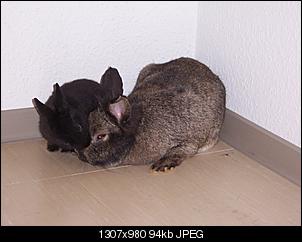 Bilder f�r meine Homepage =)-hasen-schatz-sylvester-042.jpg