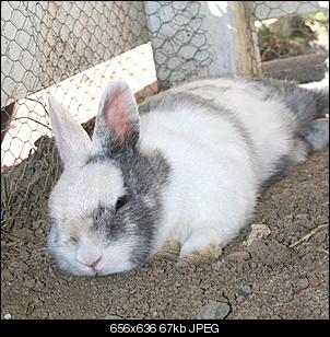 Bilder f�r meine Homepage =)-blume-kr%FCmel-miro-033.jpg