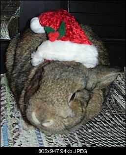 Weihnachtskarten selbst machen. H�schen mit M�tze...Tierqu�lerei?-p1010204.jpg