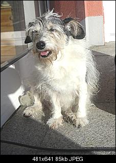 Hatt jemand noch andere Haustiere auser Ninchen?-22.10.2011-9-.jpg
