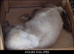 Jeden Tag ein totes Kaninchen im Stall-dscf5477.jpg