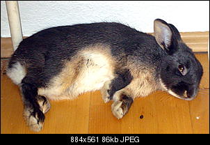 Jeden Tag ein totes Kaninchen im Stall-dsc02695.jpg