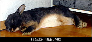 Jeden Tag ein totes Kaninchen im Stall-dsc03119.jpg