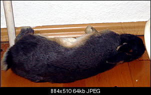 Jeden Tag ein totes Kaninchen im Stall-dsc02702.jpg